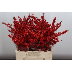 Ilex Red Dream 60cm