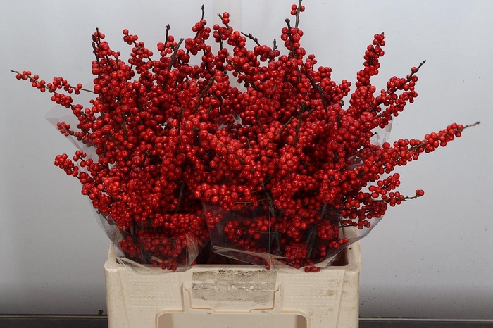 <h4>Ilex Red Dream 60cm</h4>