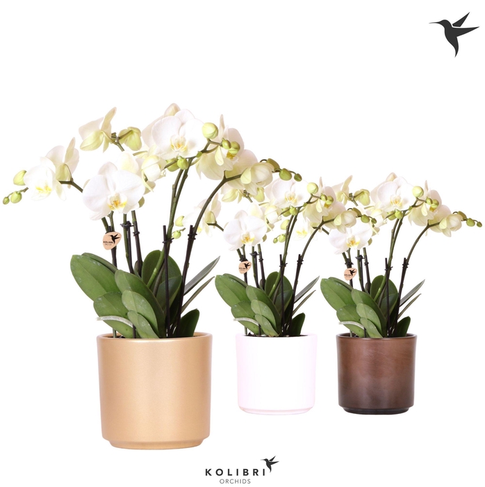 <h4>Kolibri Orchids Phalaenopsis Jewel Ghent 4 spike in Simplicity mix</h4>