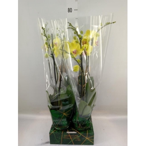 Phalaenopsis   ...yellow