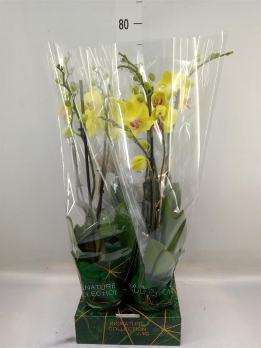 <h4>Phalaenopsis   ...yellow</h4>