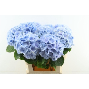 Hydr M Verena Blue 80-23