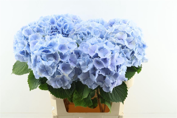 <h4>Hydr M Verena Blue 80-23</h4>