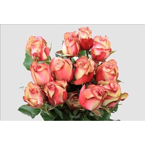 Rosa ec paloma