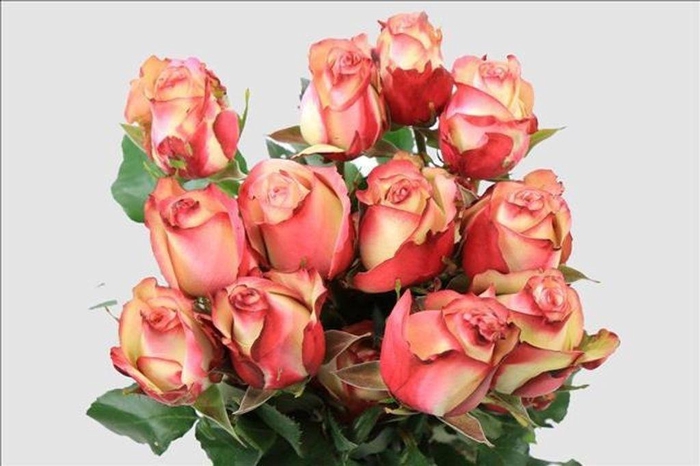 <h4>Rosa ec paloma</h4>