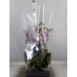 Phalaenopsis  'FC Black Stripes'
