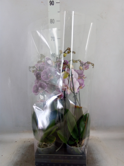 <h4>Phalaenopsis  'FC Black Stripes'</h4>