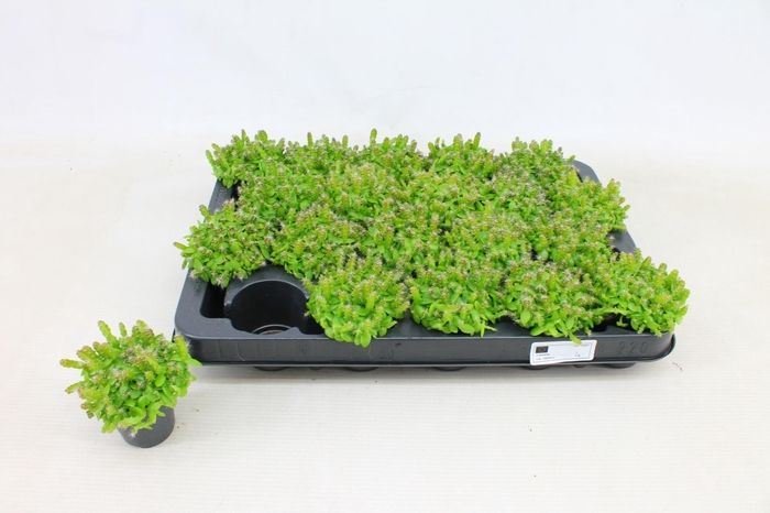 <h4>HYLOCEREUS UNDATUS</h4>