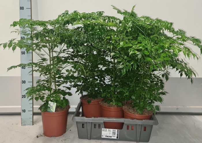 <h4>RADERMACHERA SINICA</h4>