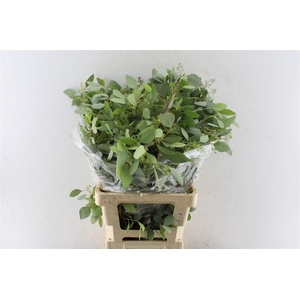 Euca Populus Berry 200 Gram
