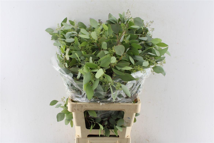 <h4>Euca Populus Berry 200 Gram</h4>