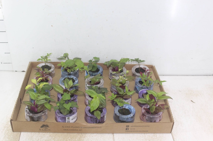 <h4>HIDROCULTURA VARIADO P05 PLANTA ORNAMENTAL</h4>