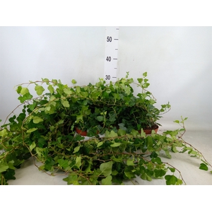 Hedera helix 'Wonder'