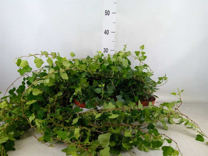 <h4>Hedera helix 'Wonder'</h4>