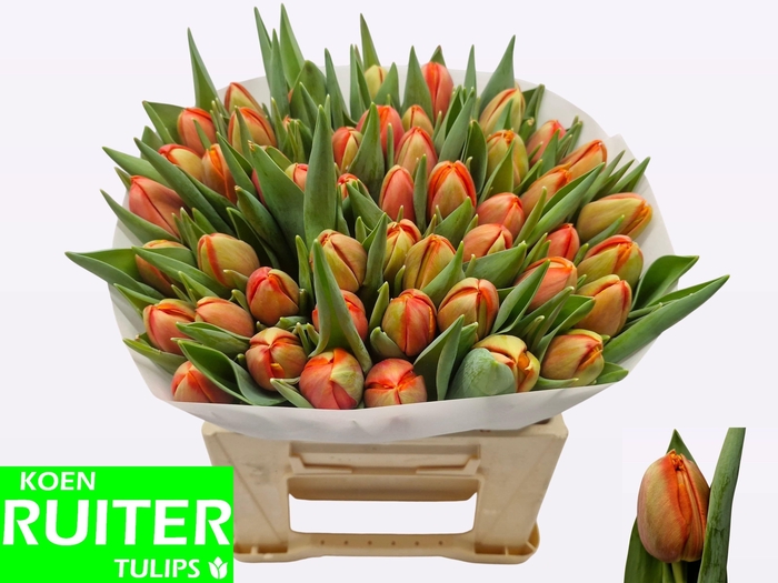 <h4>TU DU TERMINATOR</h4>