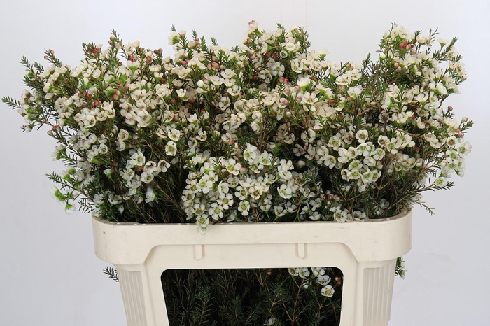 <h4>Chamelaucium Gil</h4>