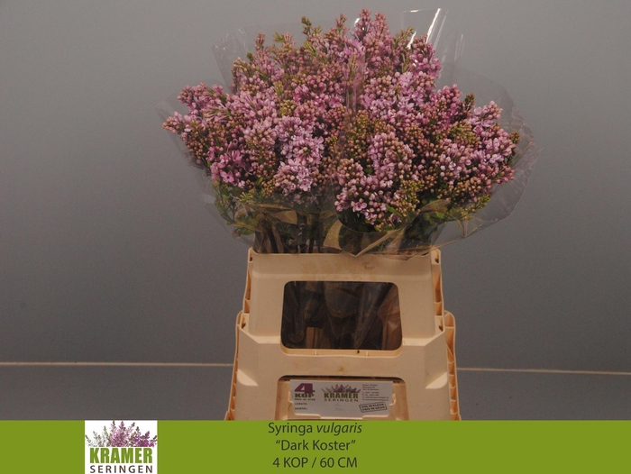 <h4>SYR V DARK KOSTER</h4>