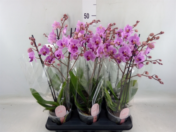 <h4>Phalaenopsis multi.   ...rose</h4>