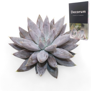 Echeveria Tolianensis Cutflower