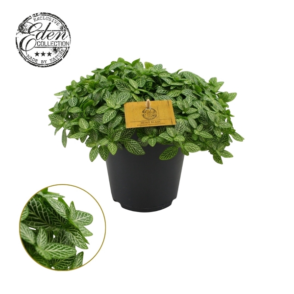<h4>Fittonia Verschaffeltii 10,5cm</h4>