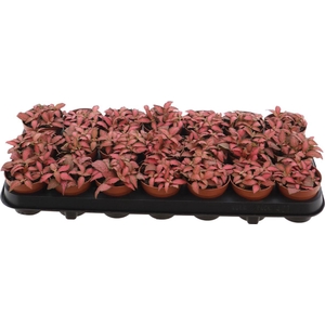 Fittonia Forest Flame