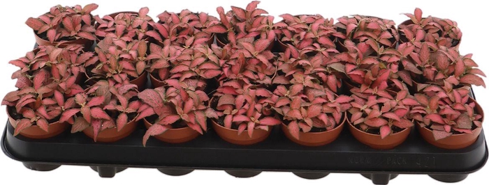 <h4>Fittonia Forest Flame</h4>