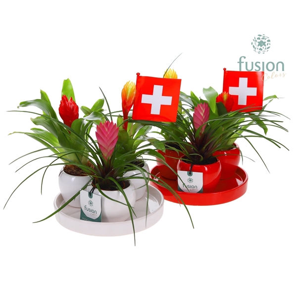 <h4>Pot keramiek 3er set op dienblad rood en wit Zwitserland met Bromelia</h4>