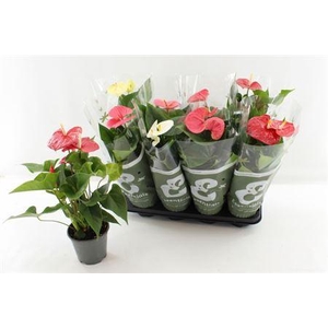 Anthu An Gem 4 Kl 4+