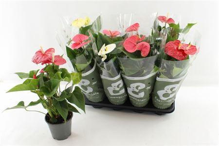 <h4>Anthu An Gem 4 Kl 4+</h4>