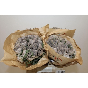 Anem Marianne Powder Brown