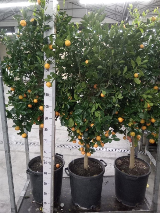 <h4>Citrus   ...</h4>