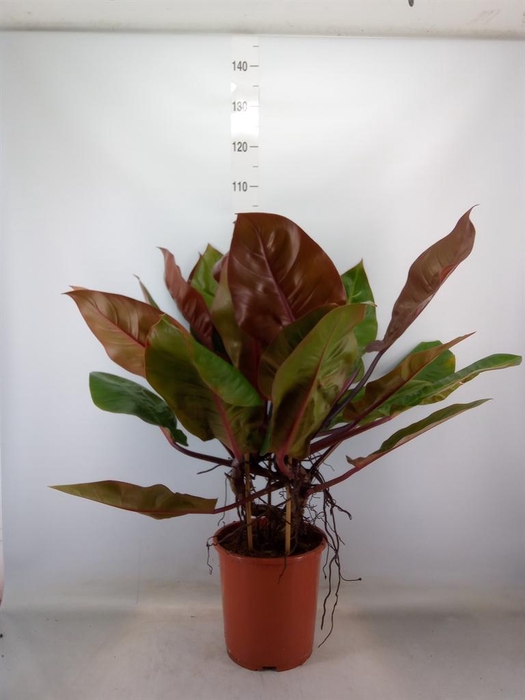 <h4>Philodendron   ...</h4>