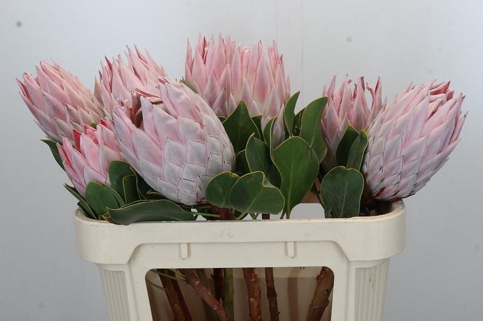 <h4>Protea Cynaroides</h4>