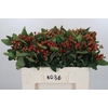 Hypericum Magical Triumph