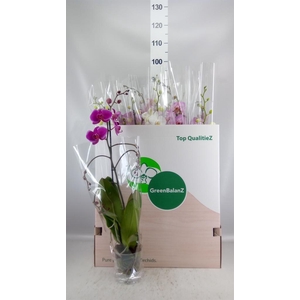 Phalaenopsis   ...mix