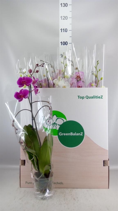 <h4>Phalaenopsis   ...mix</h4>
