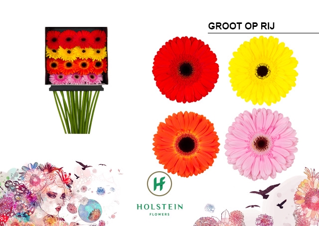 <h4>Gerbera Mix 4 Kleuren Diamond per kaart</h4>