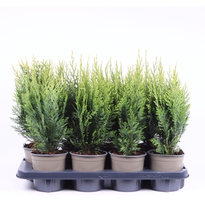 Chamaecyparis White Spo