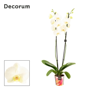 Phalaenopsis 2 tak 18+ wit lang (Decorum)
