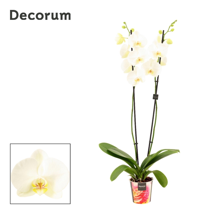 <h4>Phalaenopsis 2 tak 18+ wit lang (Decorum)</h4>
