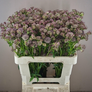 Astrantia Diamonds Pink 55cm X50