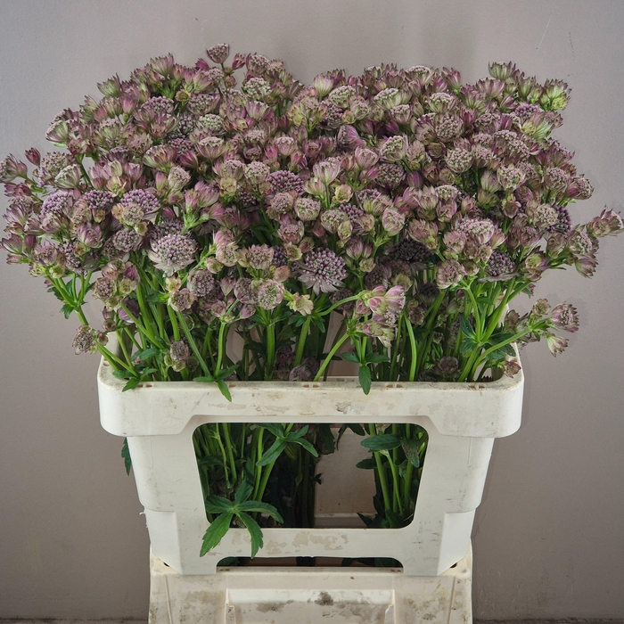 <h4>Astrantia Diamonds Pink 55cm X50</h4>