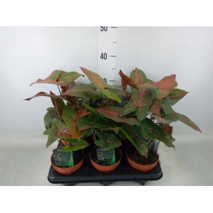 Cyrtosperma johnstonii