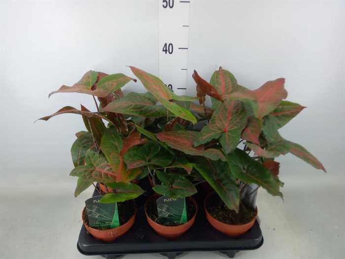 <h4>Cyrtosperma johnstonii</h4>