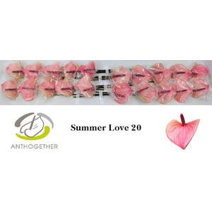 Anthurium andr. 'Summer Love'