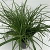 Carex 'Everlime'