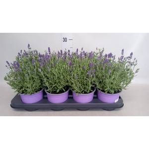 Lavandula angus. 'Hidcote'