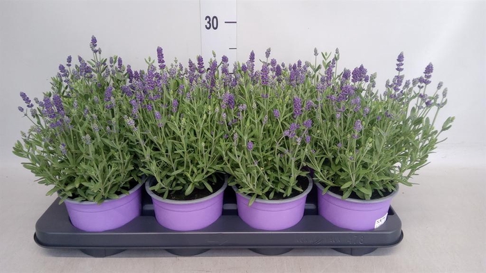 <h4>Lavandula angus. 'Hidcote'</h4>