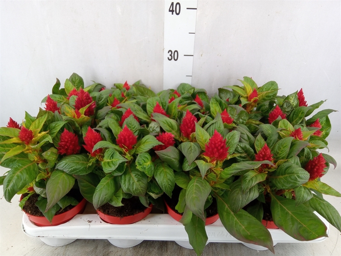 <h4>Celosia arg. PL 'Kelos Fire Red'</h4>