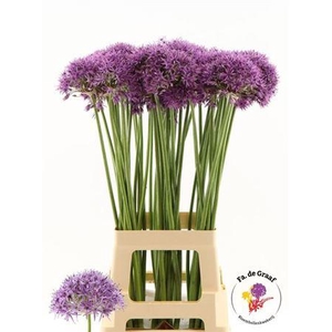 Allium Violet Beauty